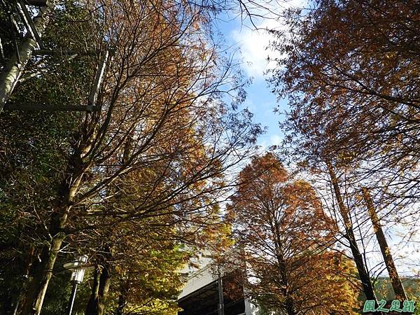 落羽松大道20190106(1) 落羽松大道20190106(1)