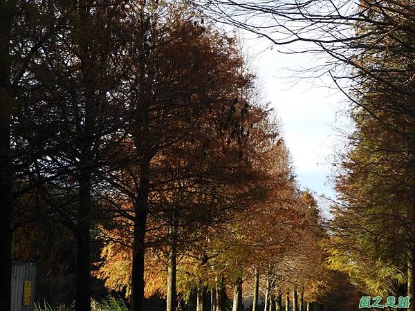落羽松大道20190106(3)