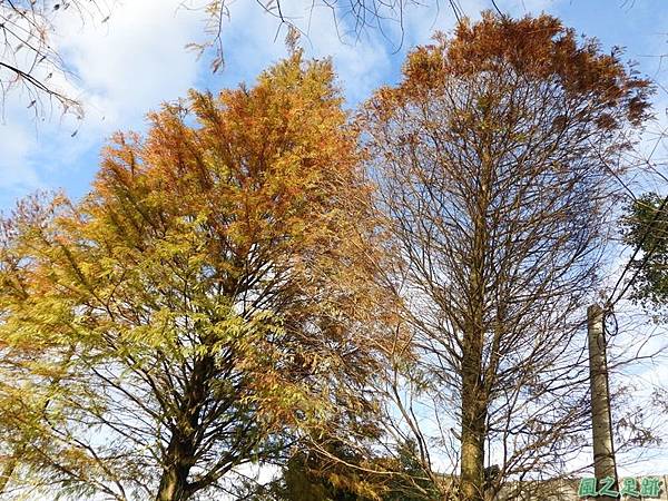 落羽松大道20190106(12)