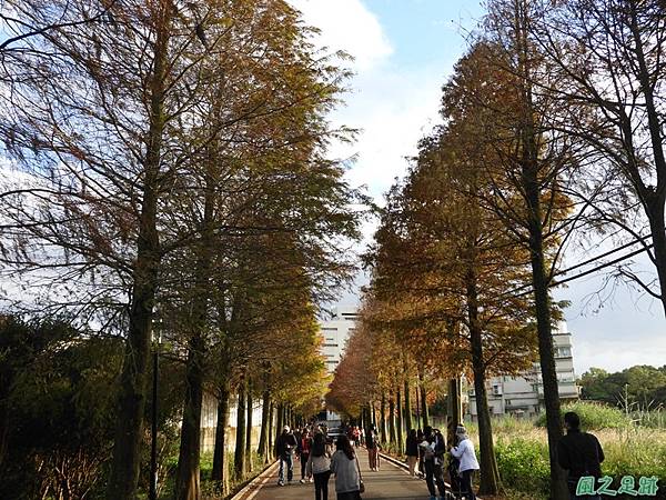 落羽松大道20190106(19)