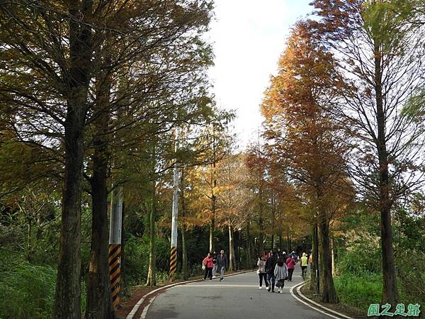 落羽松大道20190106(23)