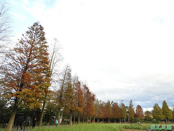 落羽松大道20190106(42)