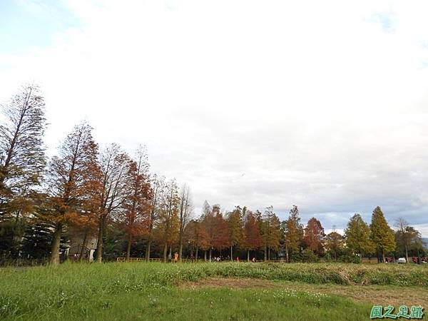 落羽松大道20190106(43)