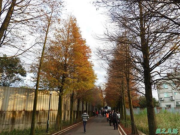 落羽松大道20190106(46)