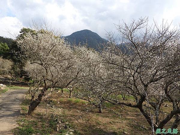 眉原梅緣20190112(15)