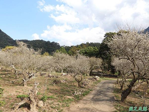 眉原梅緣20190112(17)