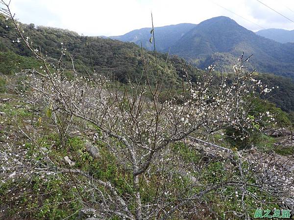 眉原梅緣20190112(36)