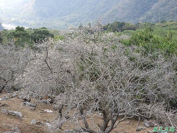 眉原梅緣20190112(54)