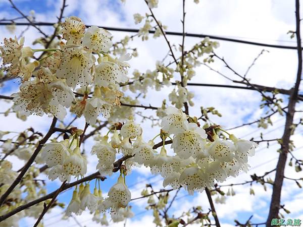 巴陵山櫻花20190127(14)