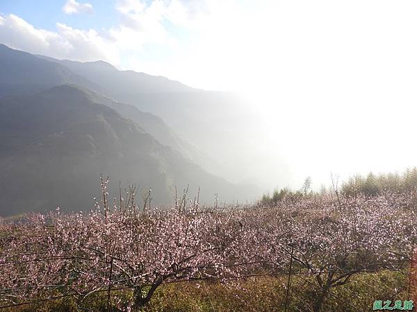 水蜜桃花20190205(1)