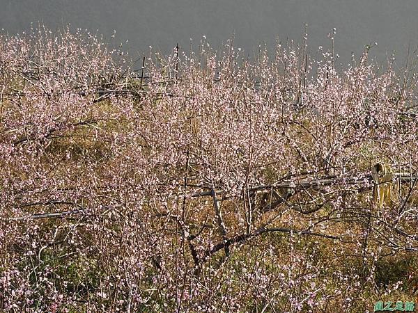 水蜜桃花20190205(4)