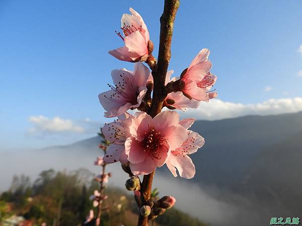 水蜜桃花20190205(26)