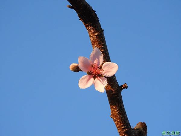 水蜜桃花20190205(38)