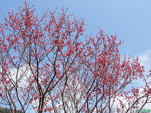 尖石賞櫻20190301(1)