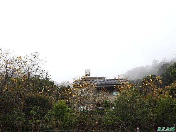 巨埔黃花風鈴木20190309(1)