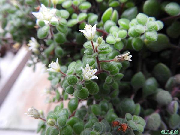 福祥多肉植物20190310(40)