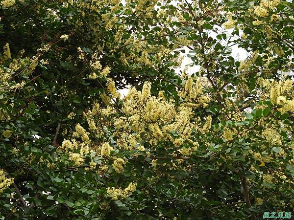 墨水樹20190320(1)
