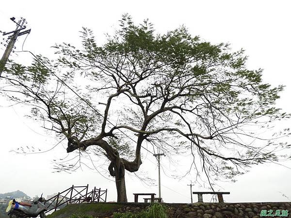 關西金城武樹20180210 (3)