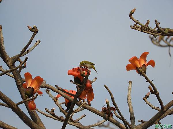 綠繡眼(木棉花)20190407(1).JPG 綠繡眼(木棉花)20190407(1).JPG