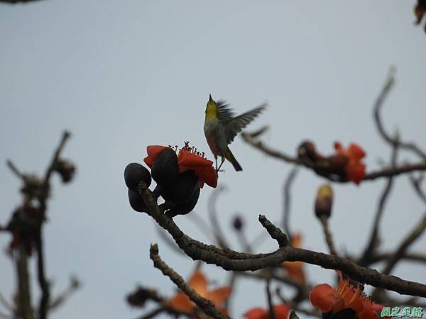 綠繡眼(木棉花)20190407(15).JPG