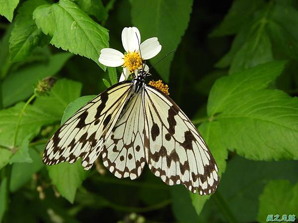 大白斑蝶20190420(10).JPG