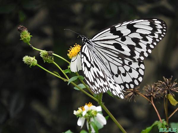 大白斑蝶20190420(12).JPG 大白斑蝶20190420(12).JPG