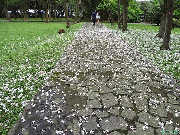 埔心牧場油桐花道20190420(14).JPG