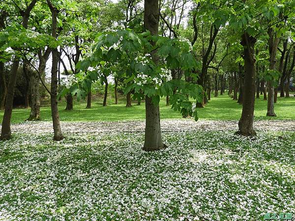 埔心牧場油桐花道20190420(30).JPG