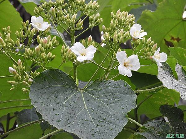 客家文化館桐花20190421(1)