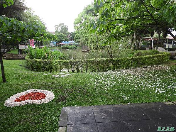 客家文化館桐花20190421(27)