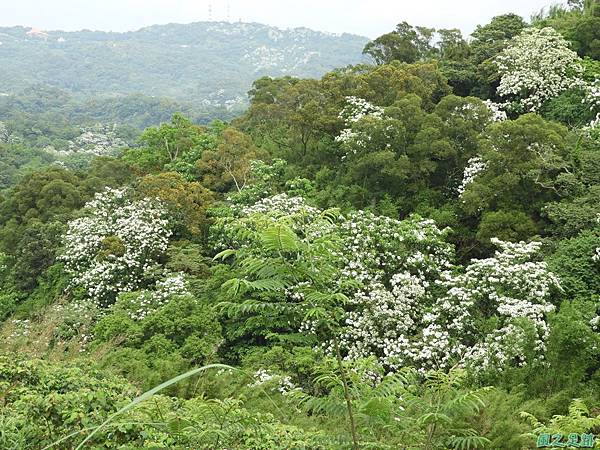 新竹鄉道桐花遊20190428(1)