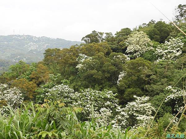 新竹鄉道桐花遊20190428(2)