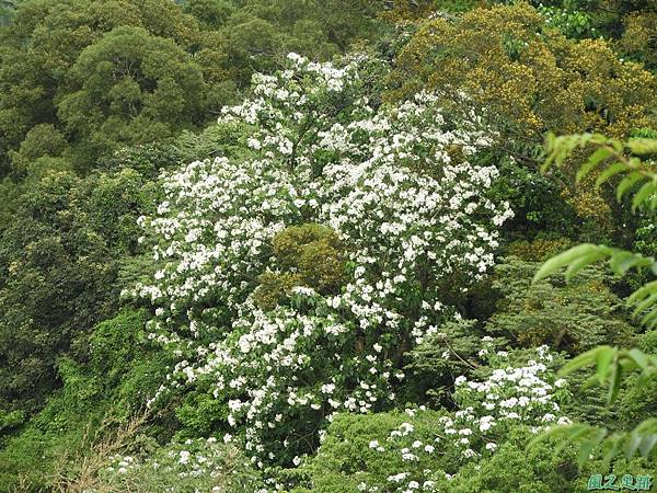 新竹鄉道桐花遊20190428(4)