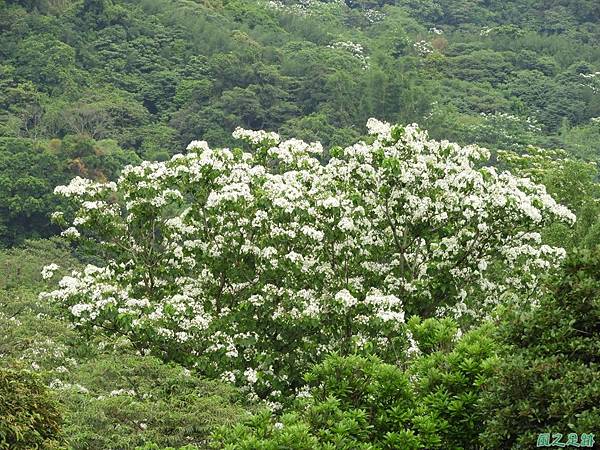 新竹鄉道桐花遊20190428(21)