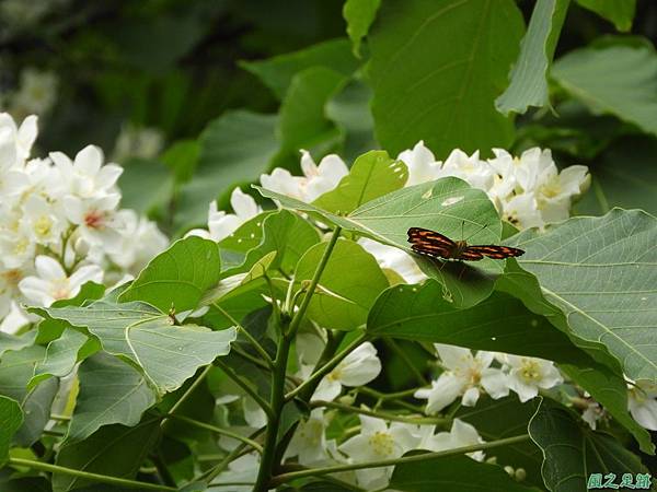 新竹鄉道桐花遊20190428(45)