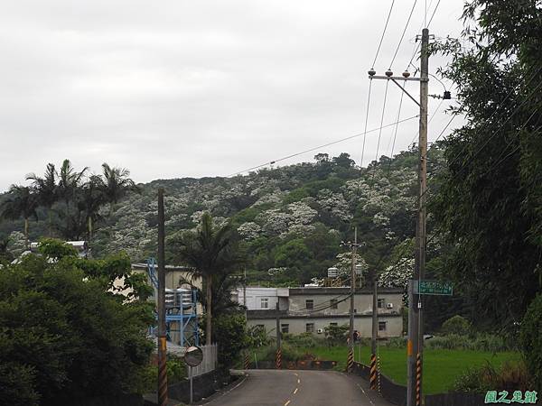 新竹鄉道桐花遊20190428(56)