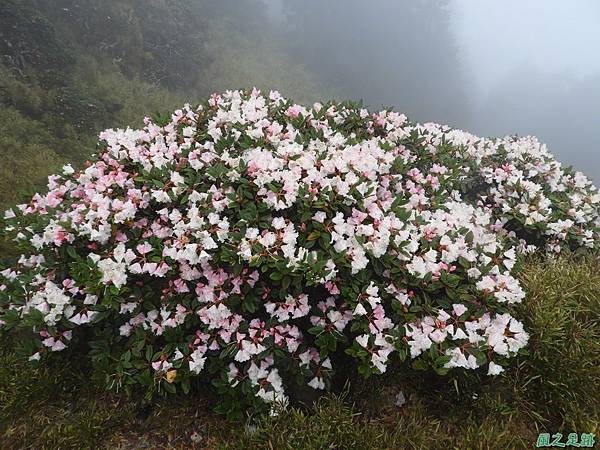 合歡山杜鵑花季(9).JPG