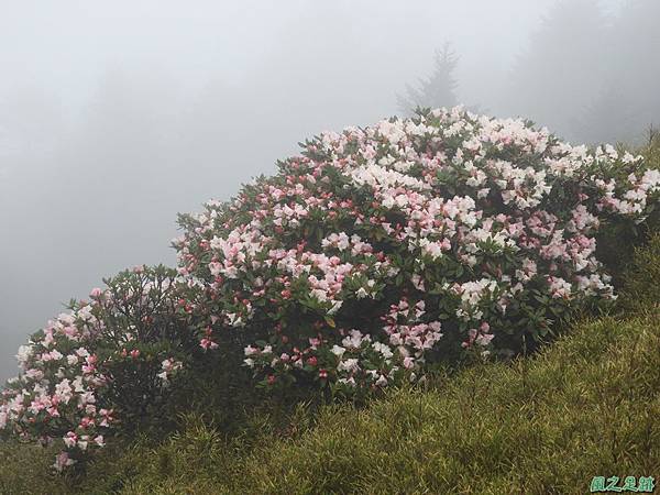 合歡山杜鵑花季(21).JPG