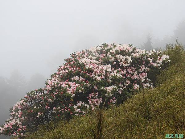 合歡山杜鵑花季(27).JPG