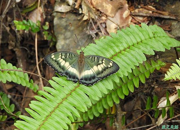 臺灣翠蛺蝶20190607(1).JPG