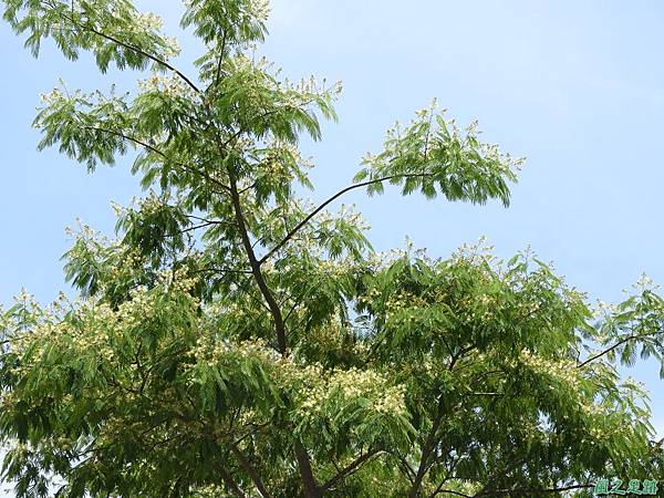 楹樹20190616(1).JPG