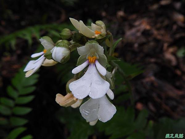 細點根節蘭20190629(15).JPG