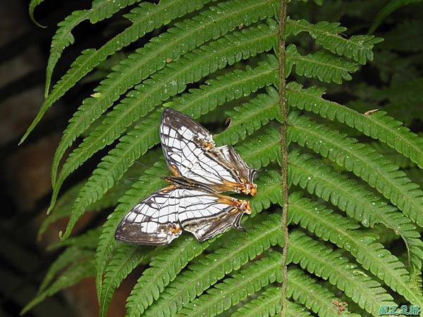 石牆蝶(紅河谷)20190706(1).JPG 石牆蝶(紅河谷)20190706(1).JPG