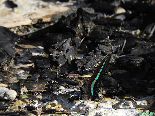 青帶鳳蝶20190602(1).JPG 青帶鳳蝶20190602(1).JPG