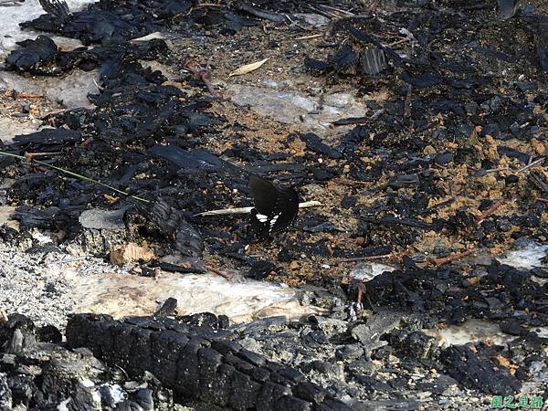 無尾白紋鳳蝶20190602(1).JPG 無尾白紋鳳蝶20190602(1).JPG