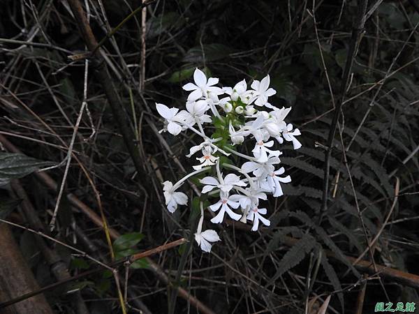 白鶴蘭(烏來)20190713(1).JPG 白鶴蘭(烏來)20190713(1).JPG