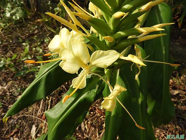 黃色野薑花20190815(13).JPG