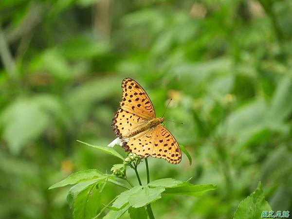 鳶山彩壁20190615(1).JPG 鳶山彩壁20190615(1).JPG