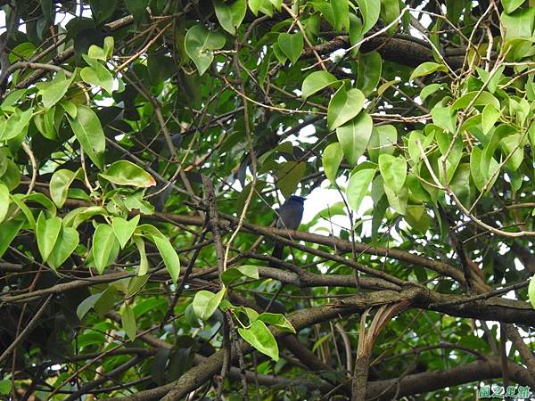 黑枕藍鶲(植物園)20191027(8).JPG