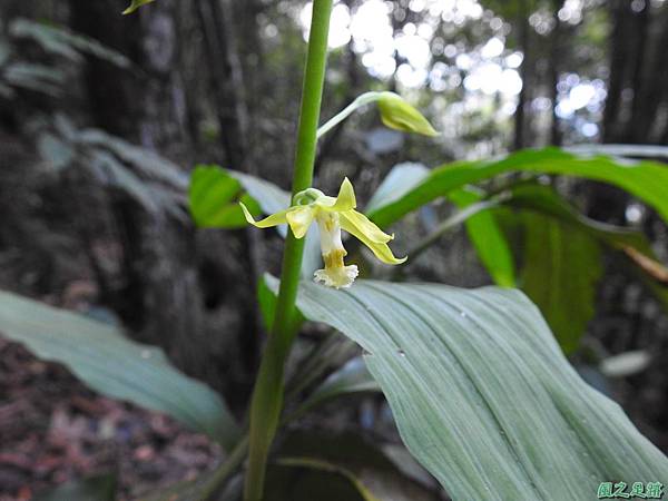 綠花肖頭蕊蘭2019110(2).JPG